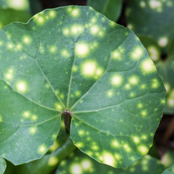Ligularia Leopard Spots