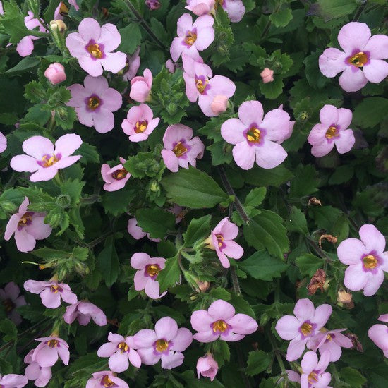 Bacopa Pink Storm