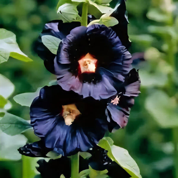 Hollyhock 'Nigra'