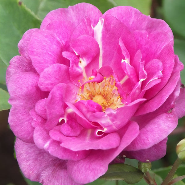 Rose Dame Te Ata