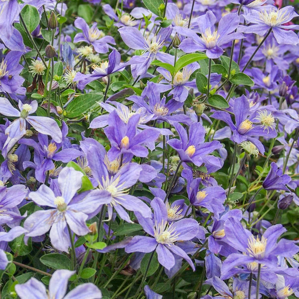 CLEMATIS 'ARABELLA'
