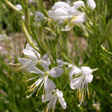 Gaura | So White
