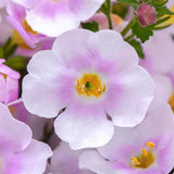 Bacopa | MegaCopa | Appleblossom