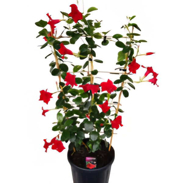 Mandevilla Lannes RED