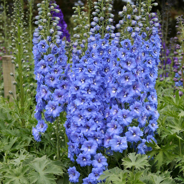 Delphinium Blue Lace
