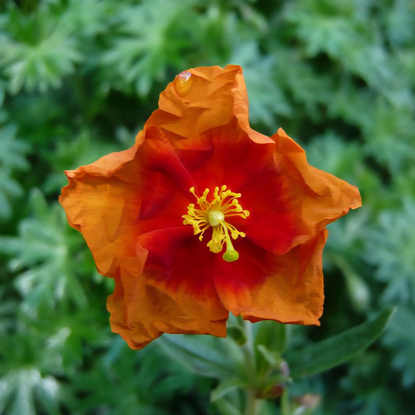 Helianthemum 'Ben Vane'