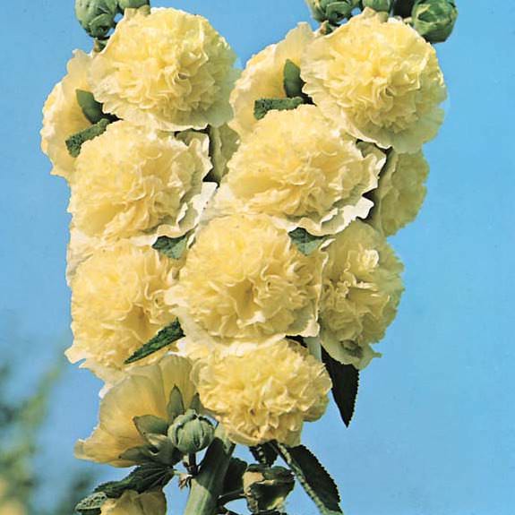 Hollyhock 'Double Yellow'