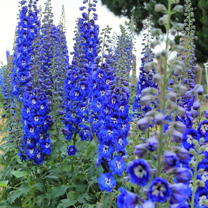 Delphinium Colbalt Dream