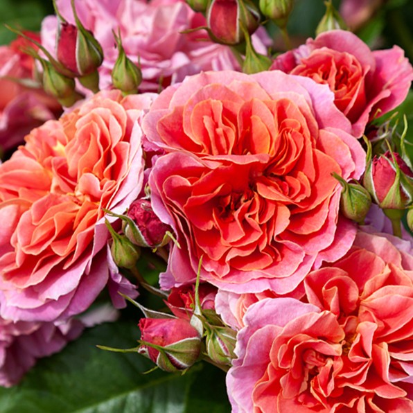 Rose Enigma