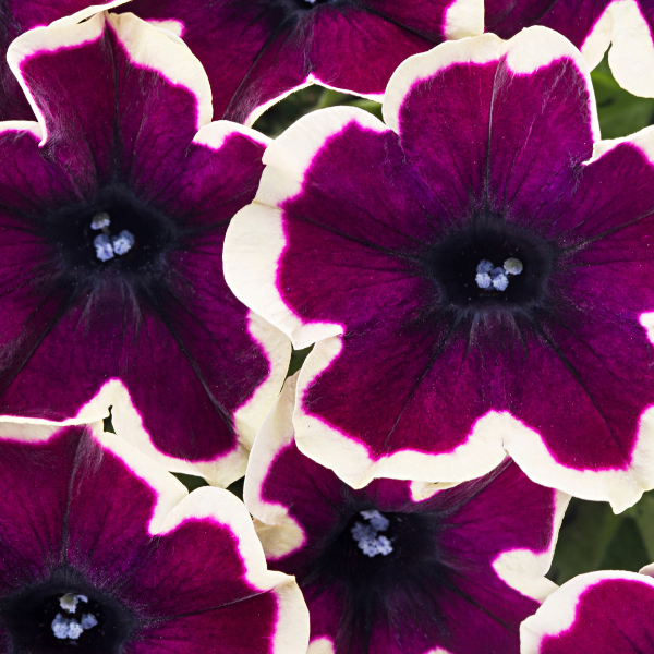 Petunias Crazytunia French Kiss