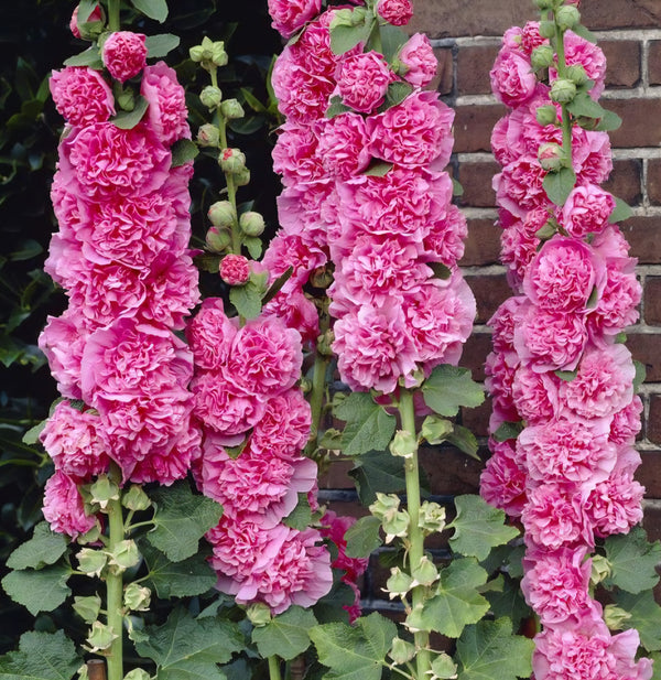 Hollyhock 'Double Pink'
