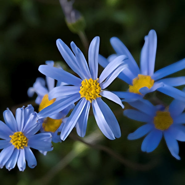 Felicia 'Felicity Blue'