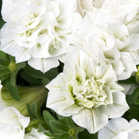 Surfinia Summer Double White
