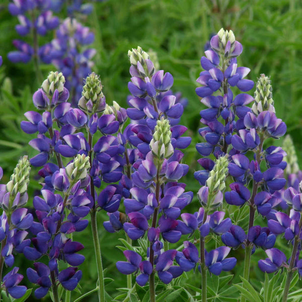 Lupin 'Israeli Blue'