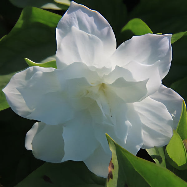 Trillium Grandiflorum