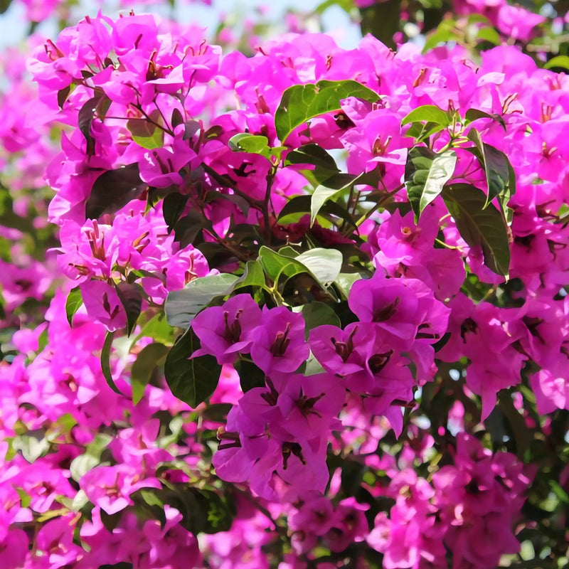 Bougainvillaea Mary Palmer