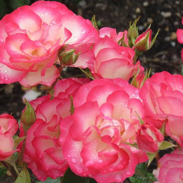 Rose Raspberry Ice