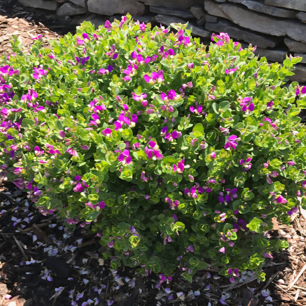 Polygala fruticosa ‘Petite Butterfly’