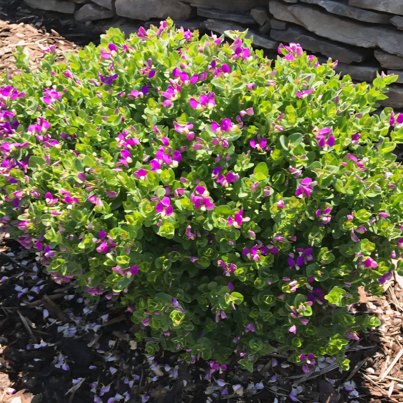 Polygala fruticosa ‘Petite Butterfly’