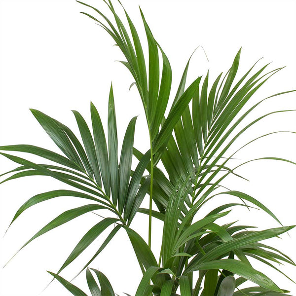 Howea forsteriana