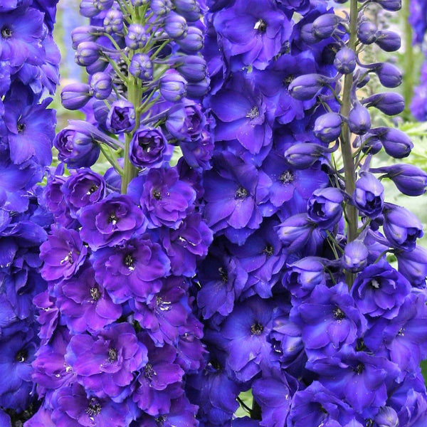 Delphinium Pagan Purple
