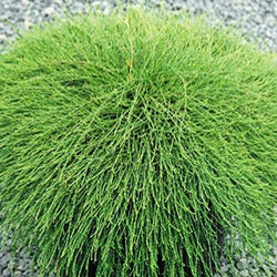 Casuarina glauca Cousin It