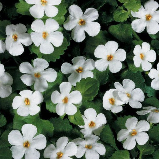 Bacopa White Storm