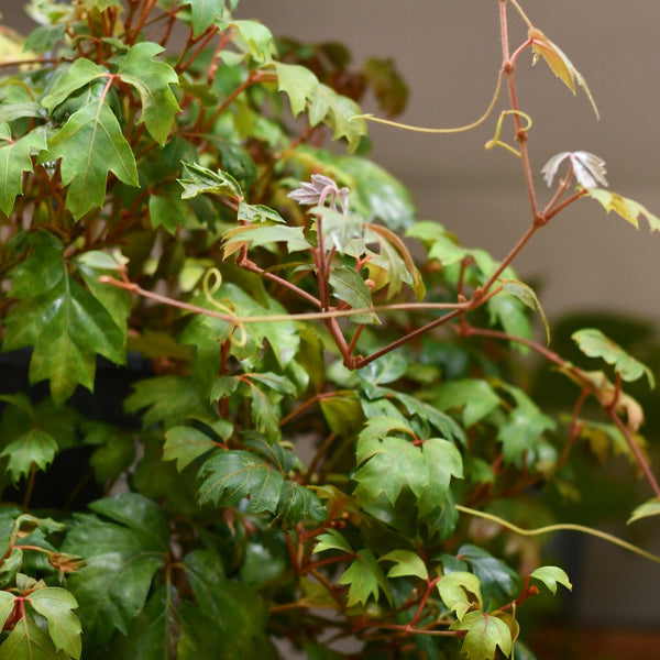 Cissus Ellen Danica