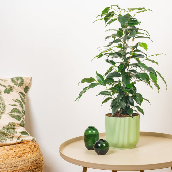 Ficus Benjamina 'Daniellle'