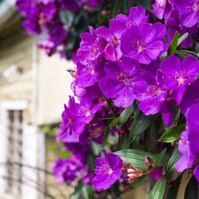Tibouchina granulosa 'Carolyn'