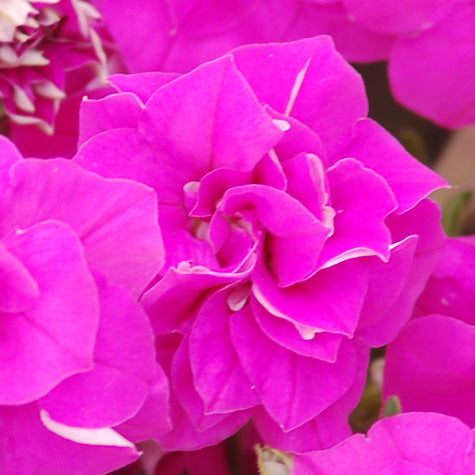 Surfinia Summer Double Rose