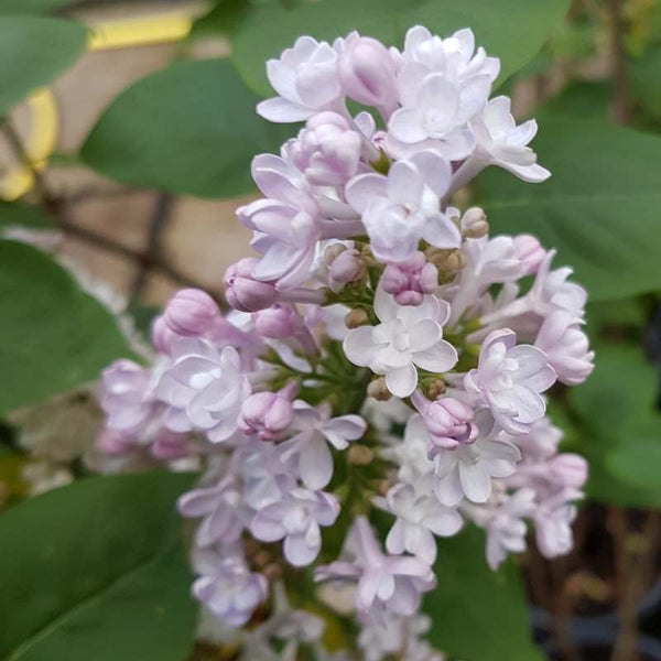 Syringa ‘Belle De Nancy'