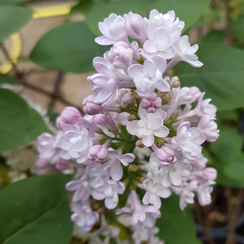 Syringa ‘Belle De Nancy'