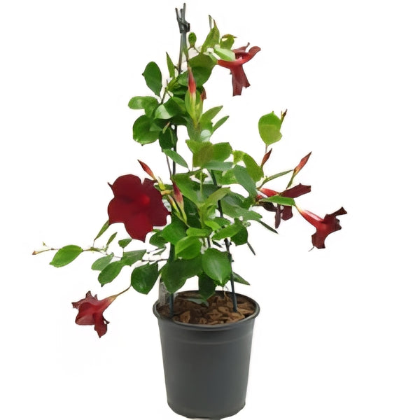 Mandevilla Lannes DARK RED