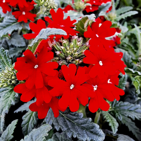 Verbena Fire Chief