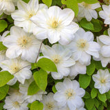 CLEMATIS 'GUERNSEY CREAM'