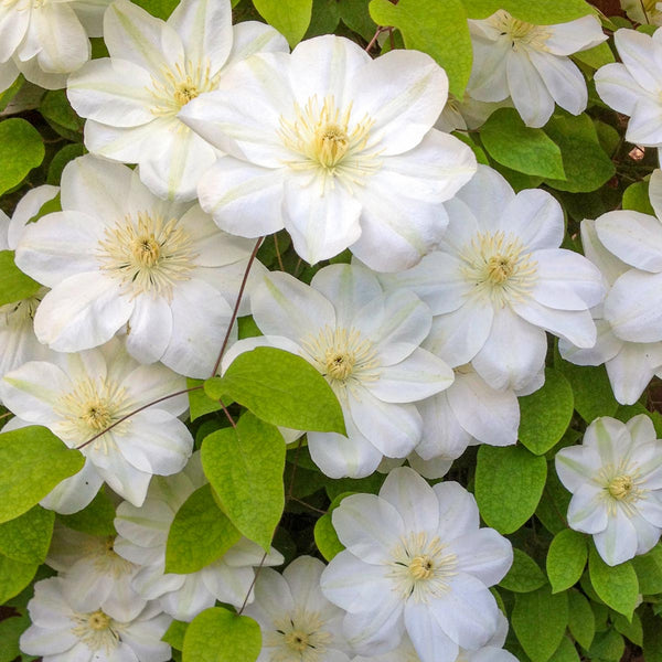 CLEMATIS 'GUERNSEY CREAM'