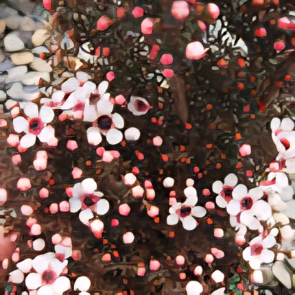 Leptospermum 'Kea'