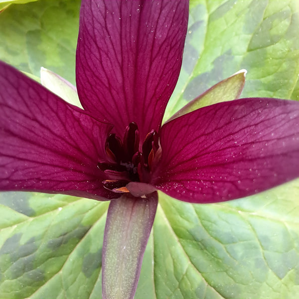 TRILLIUM CHLOROPETALUM