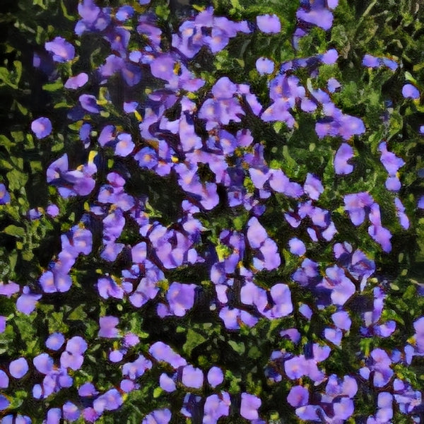 Aubrieta Cultorum