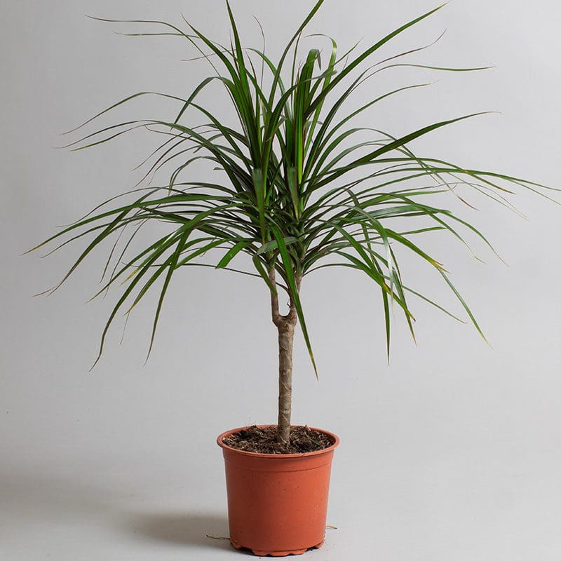 Dracena 'Marginata'