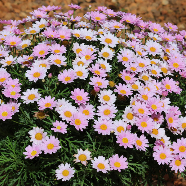 Argyranthemum 'Lolly'