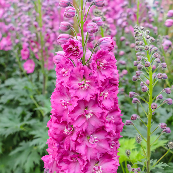 Delphinium Pink Punch