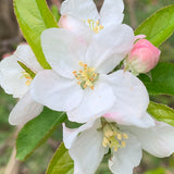 Malus | Autumn Gold