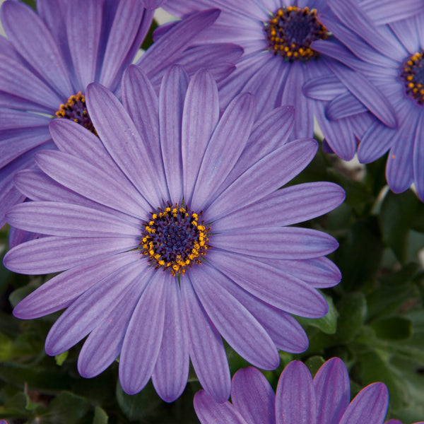 Osteospermum | Flower Power Blue