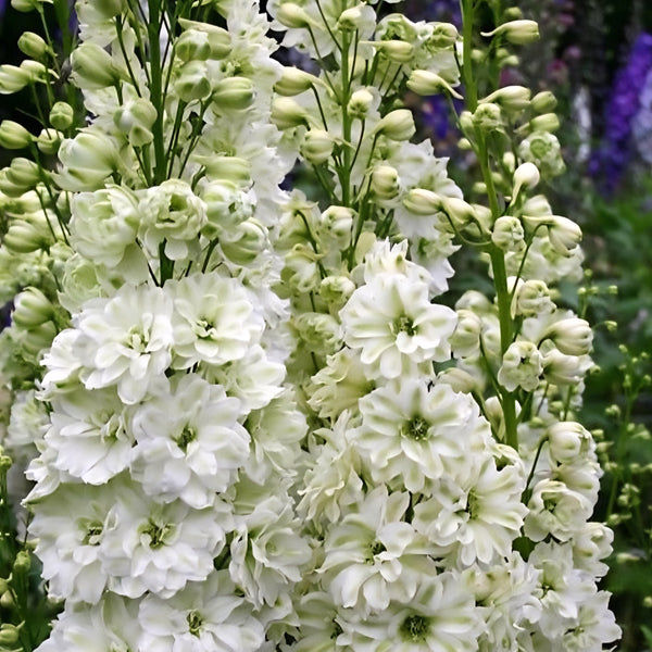 Delphinium Green Twist