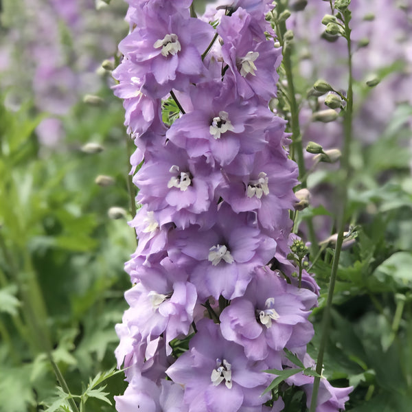 Delphinium Pink Blush