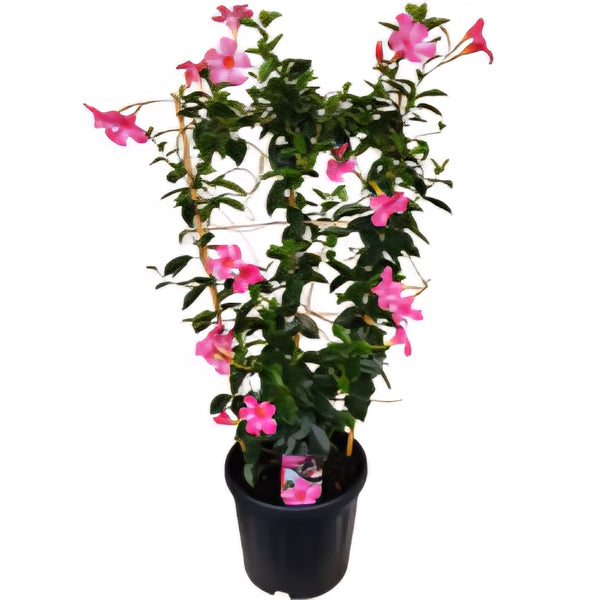Mandevilla Lannes PINK