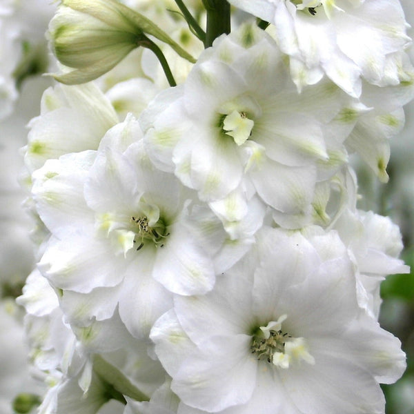 Delphinium Double Innocence
