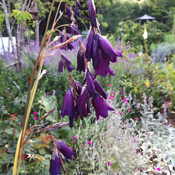 Dierama 'Plum'